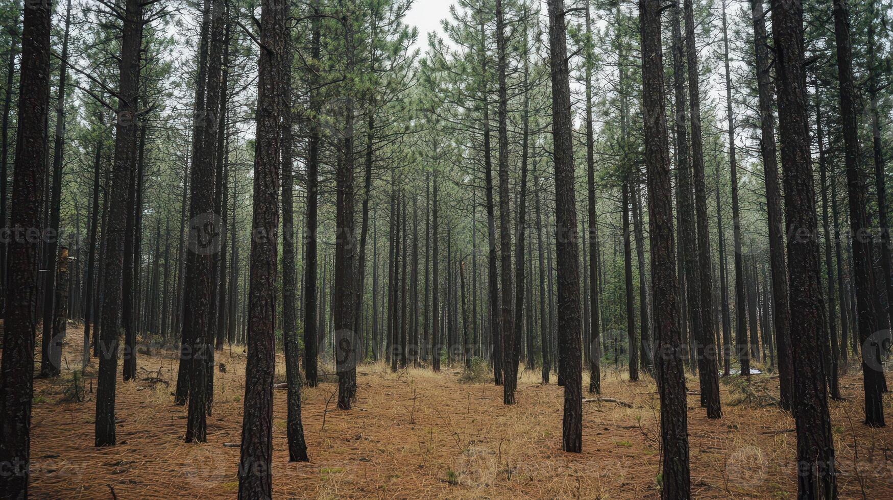 A serene forest scene with tall pine trees and a carpet of pine needles on the ground photo