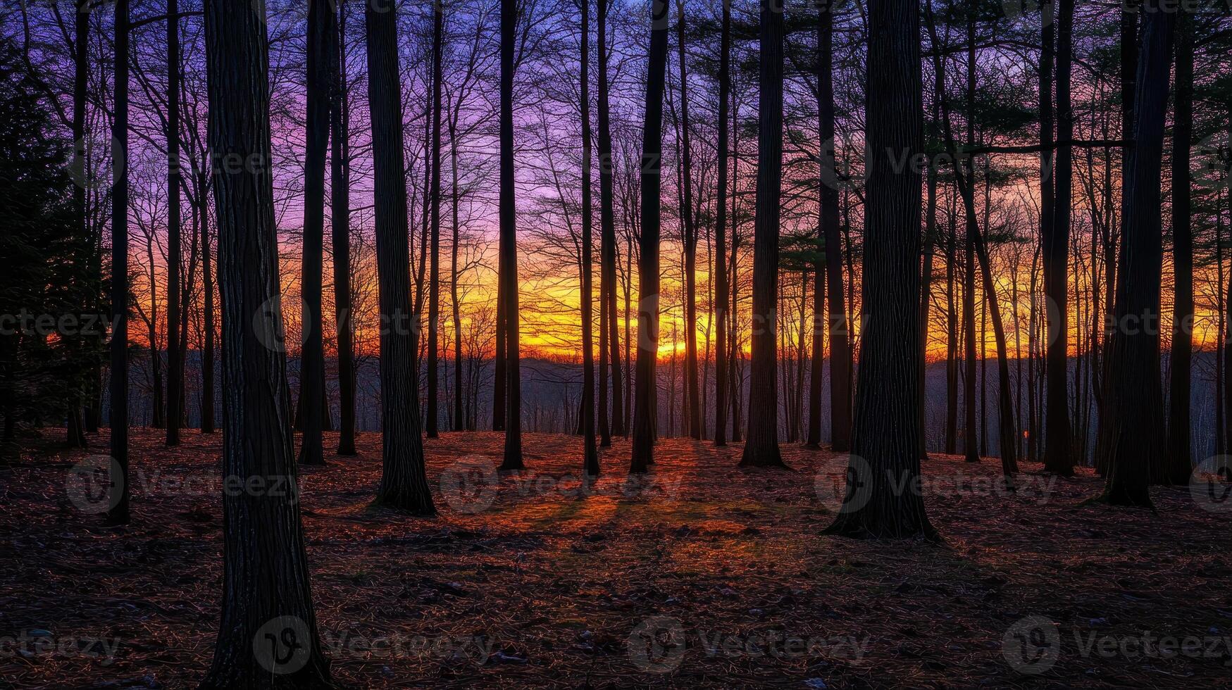 A serene sunset illuminating a forest with tall trees and vibrant colors photo
