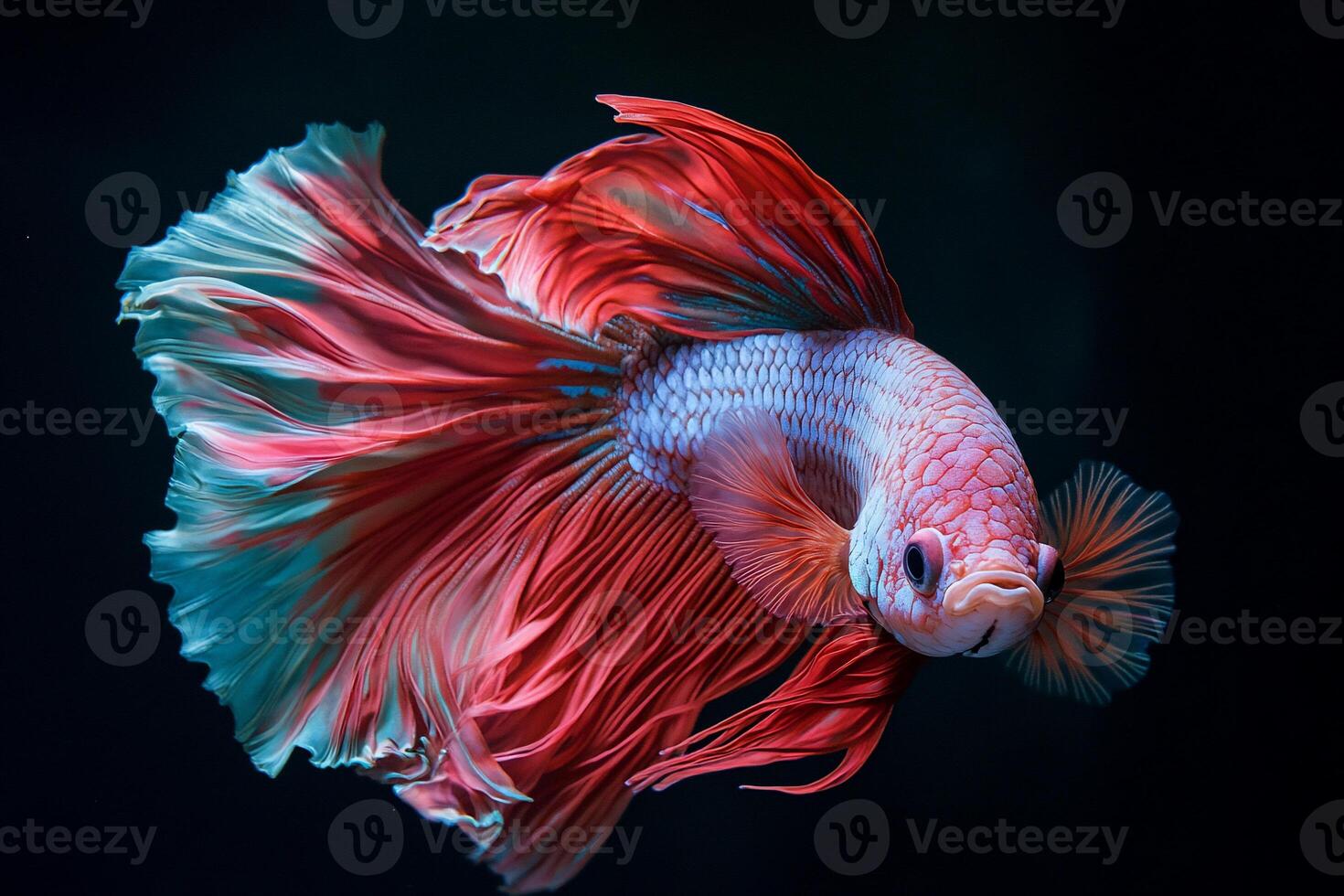 Stunning Betta Fish with vibrant colours photo