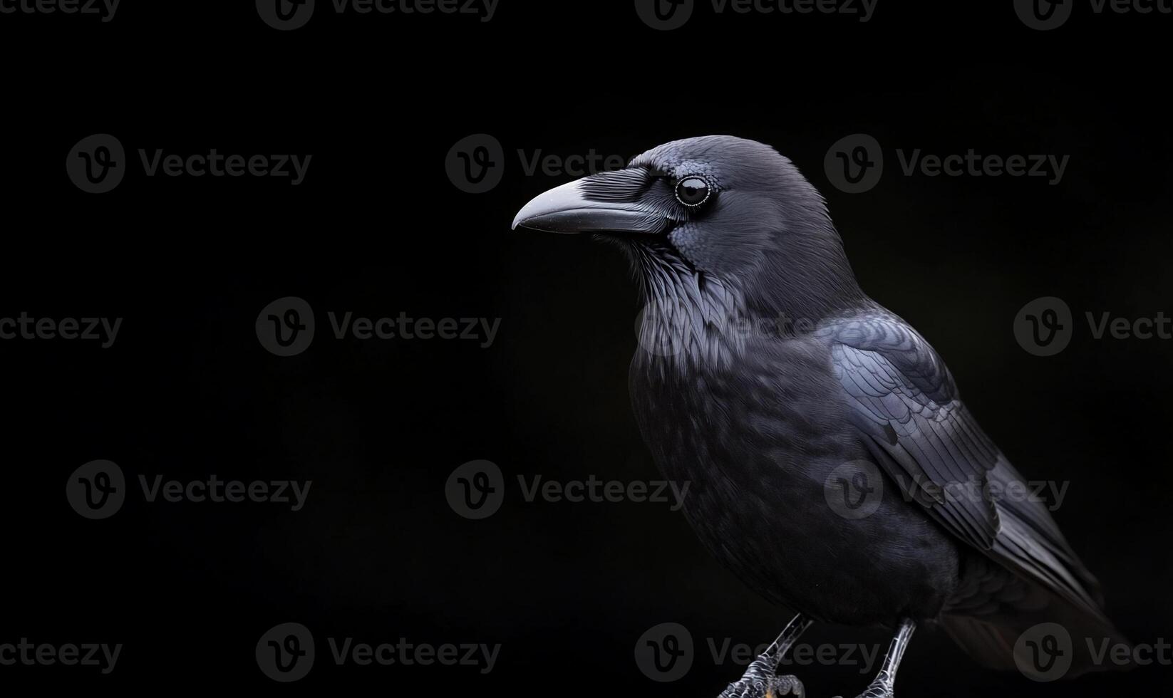 Black Crow Profile Against Dark Background photo