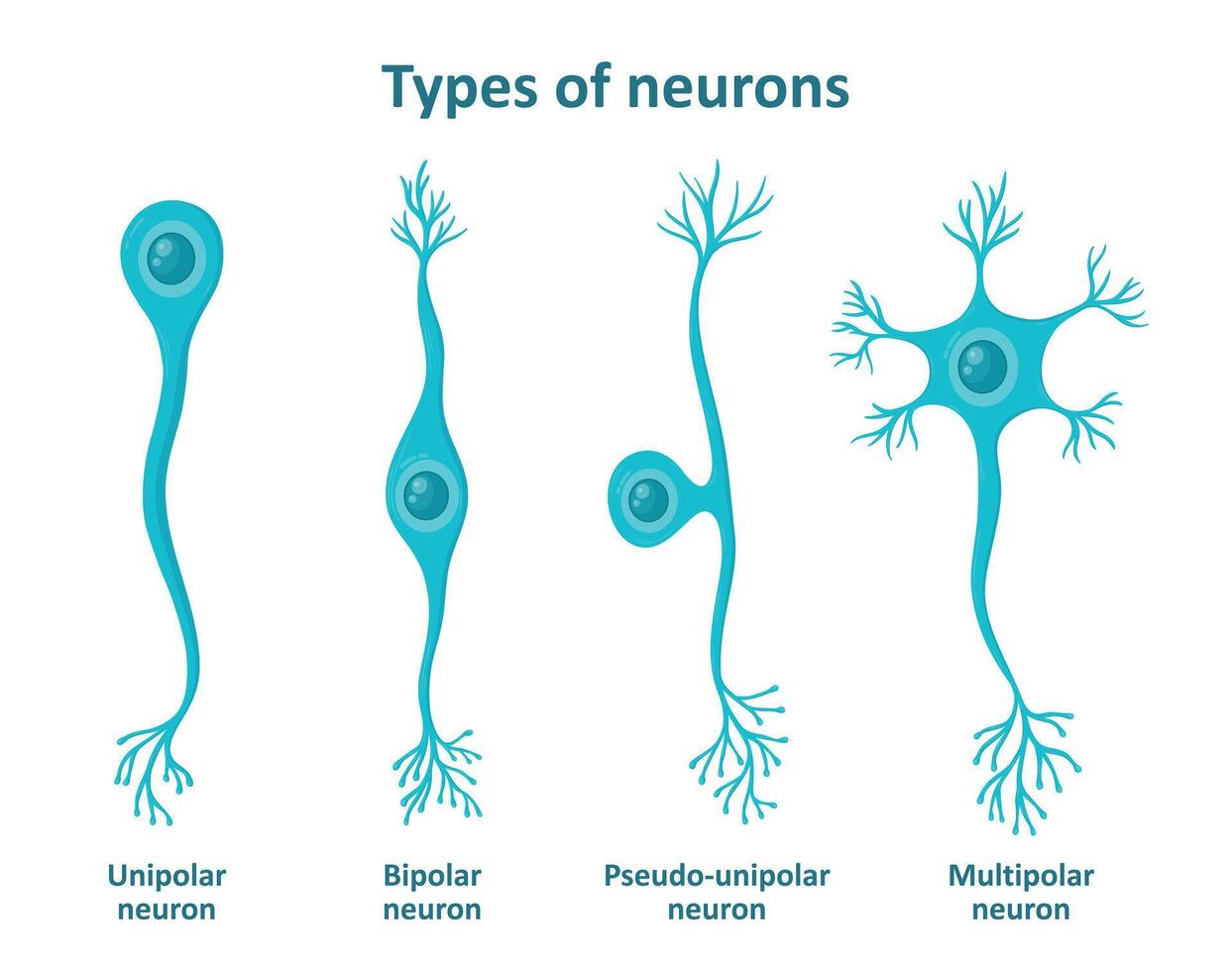 Different types of neurons, nerve cells vector