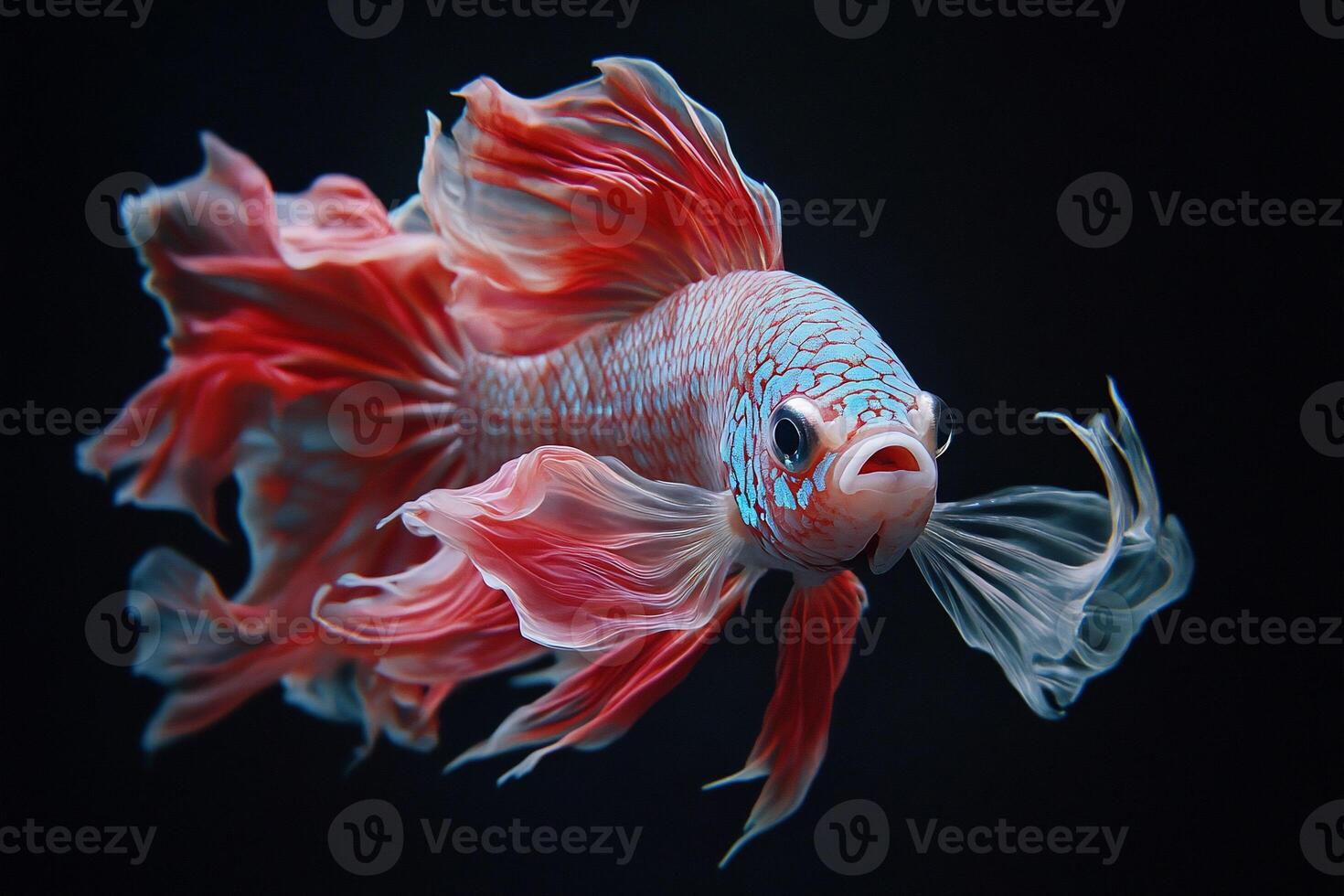 Ornate fish with vibrant fins photo