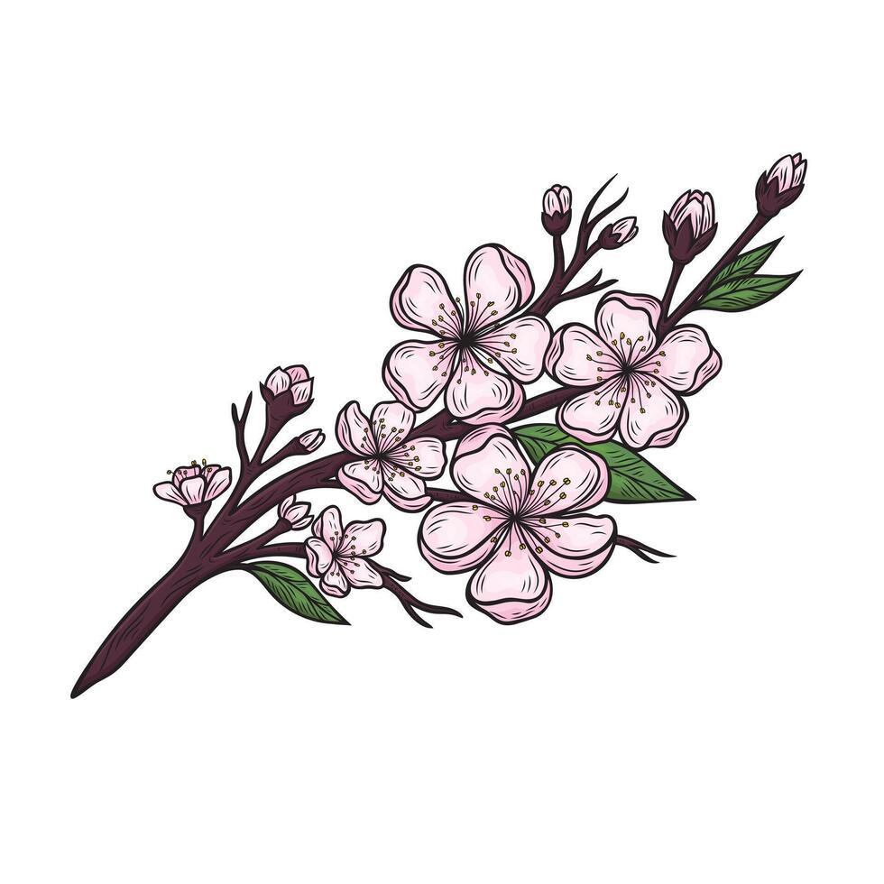 Branch with cherry blossoms in line drawing style vector
