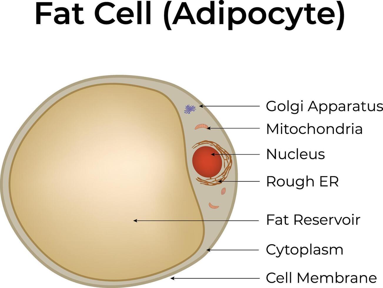 Fat Cell Adipocyte Structure Design Illustration vector