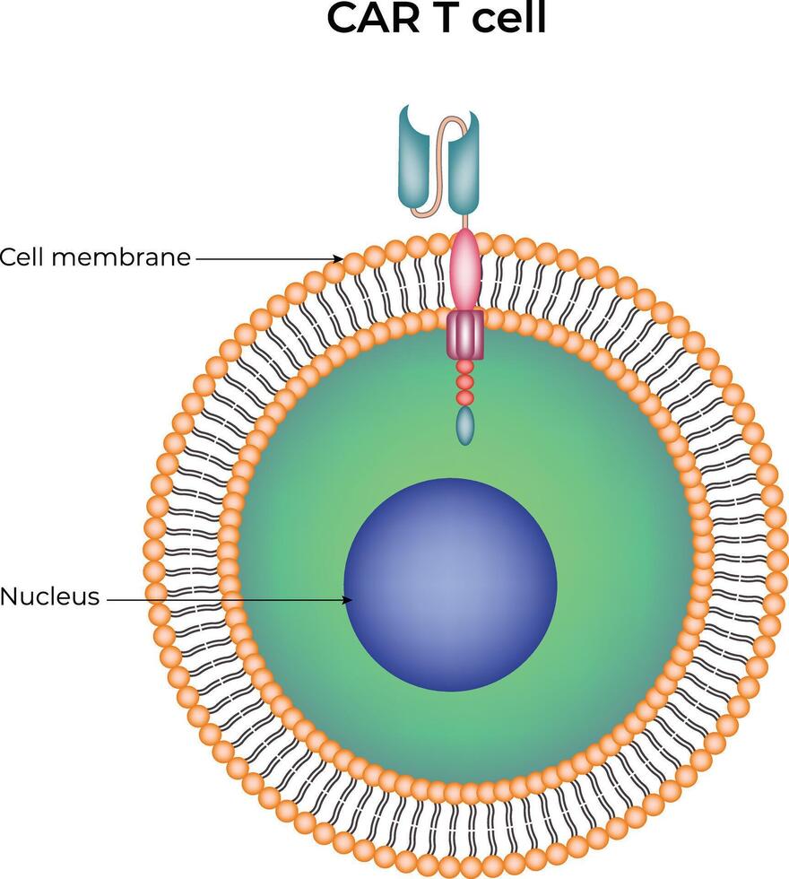 CAR T Cell Structure Design Illustration vector