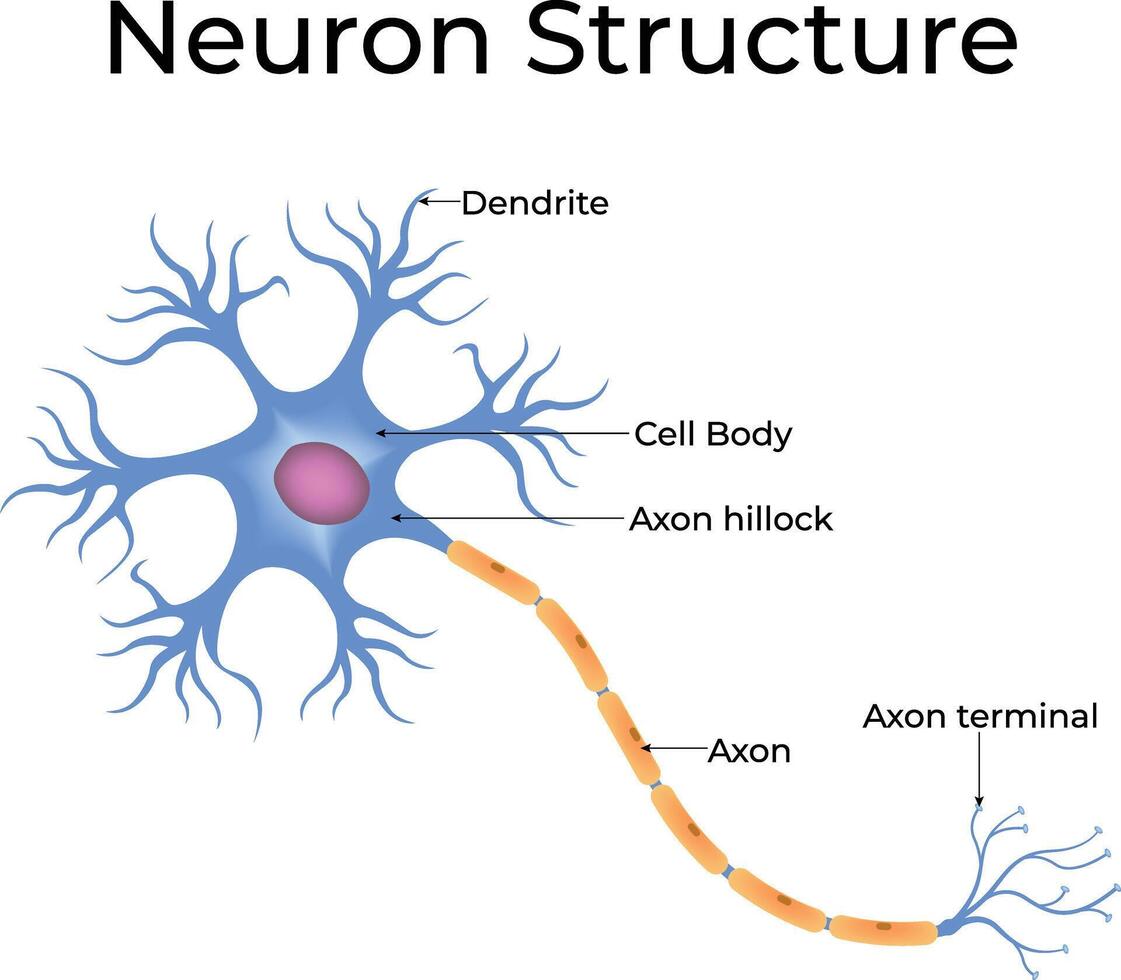 Neuron Structure Diagram Design Illustration vector