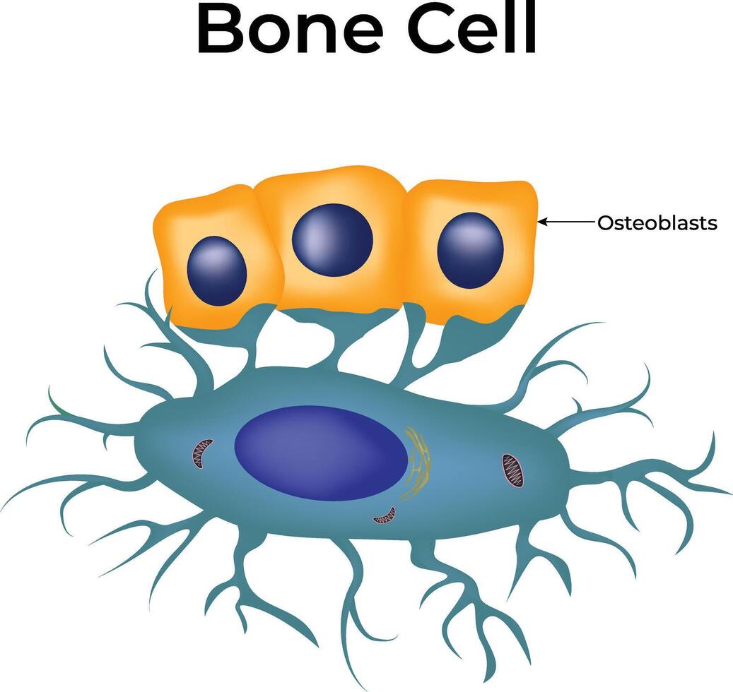 Bone Cell Structure Design Illustration vector