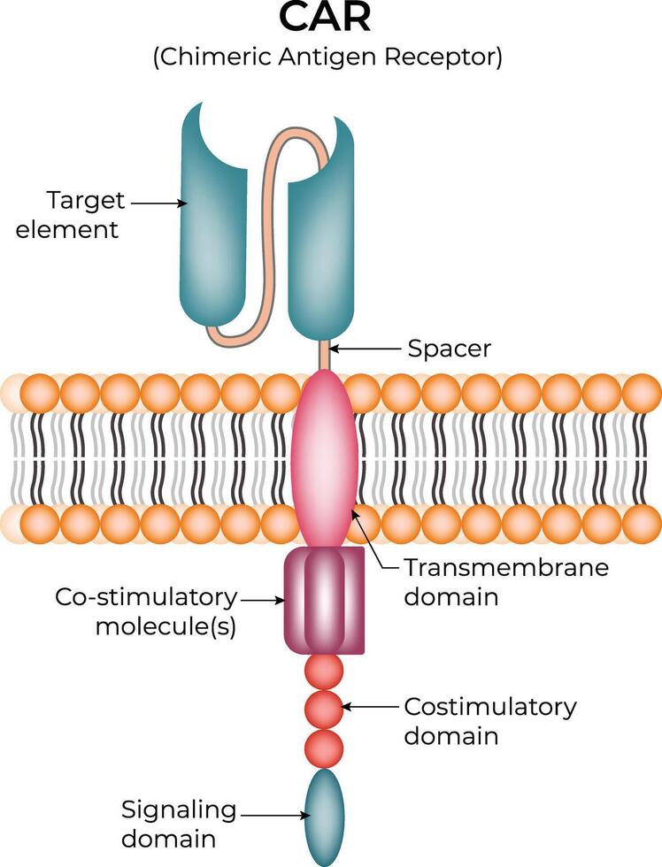 Chimeric Antigen Receptor CAR Structure Design Illustration vector