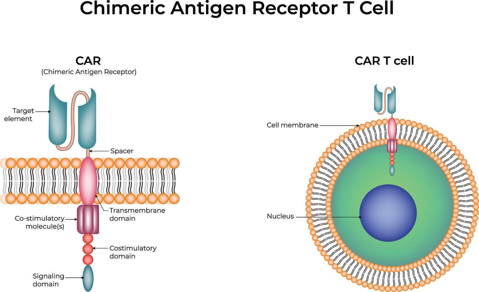 Chimeric Antigen Receptor T-Cell Design Illustration vector
