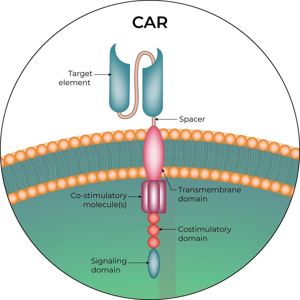 CAR T-cell Structure Design Illustration vector