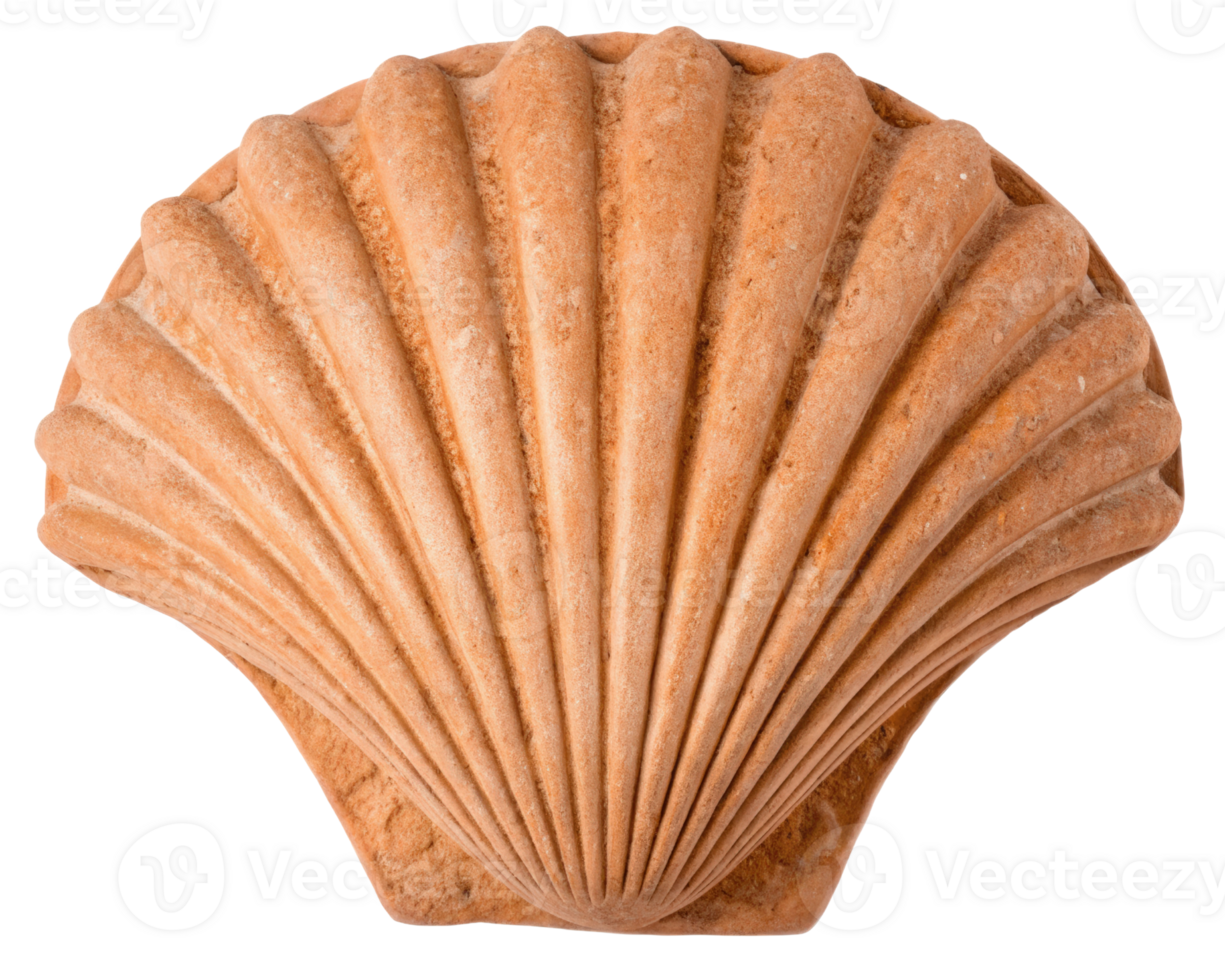Decorative seashell on a transparent background png