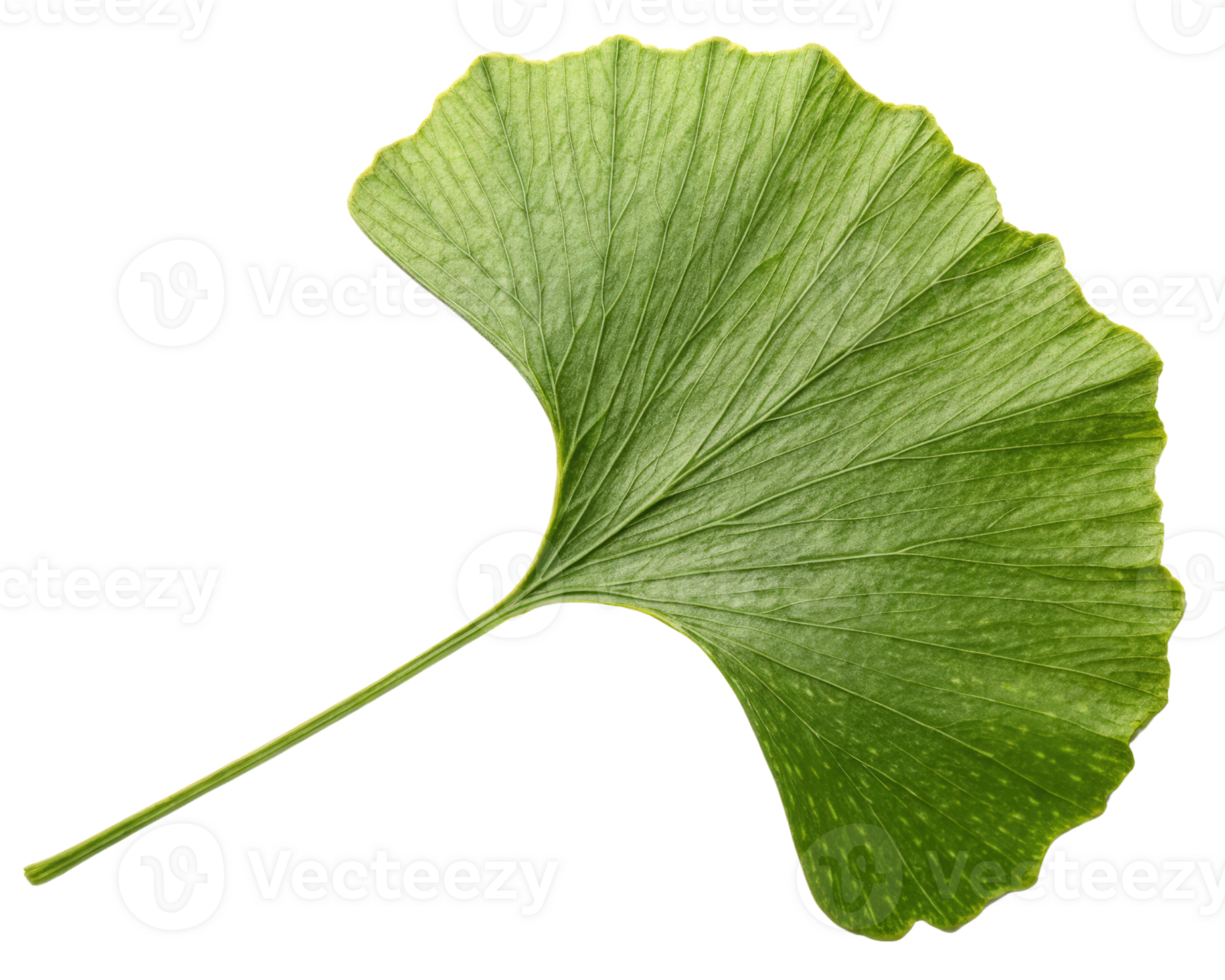 Single ginkgo biloba leaf on a transparent background png
