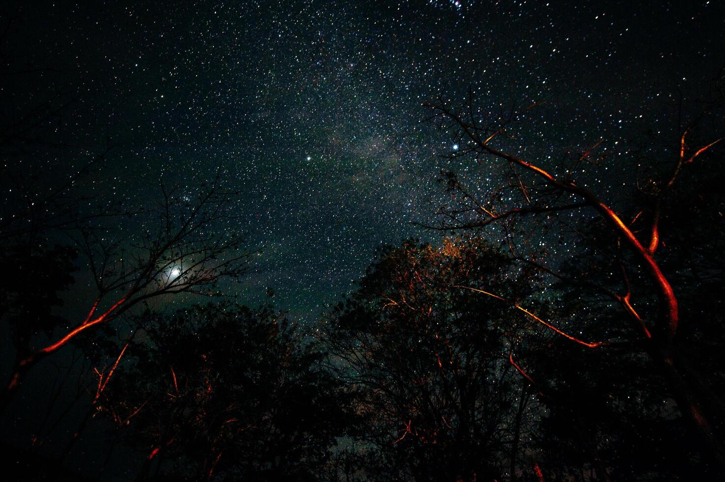 under the tree night time sky star background. photo