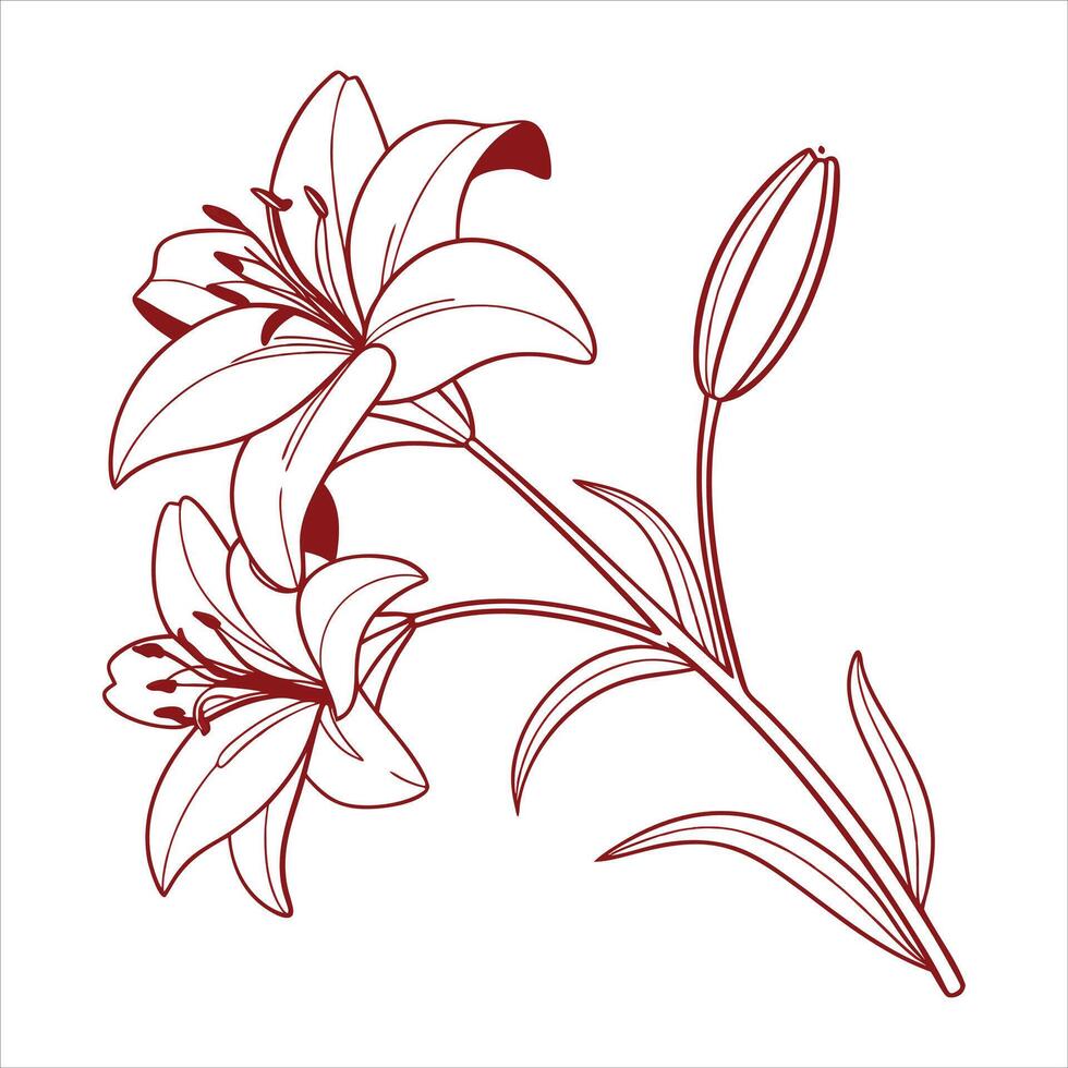 Simple Amaryllis Outline. vector