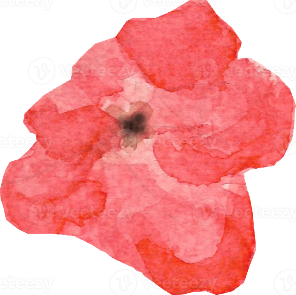 A red flower with five nice petals and brown pollens that is drawn and painted by hand in watercolor fine art style png