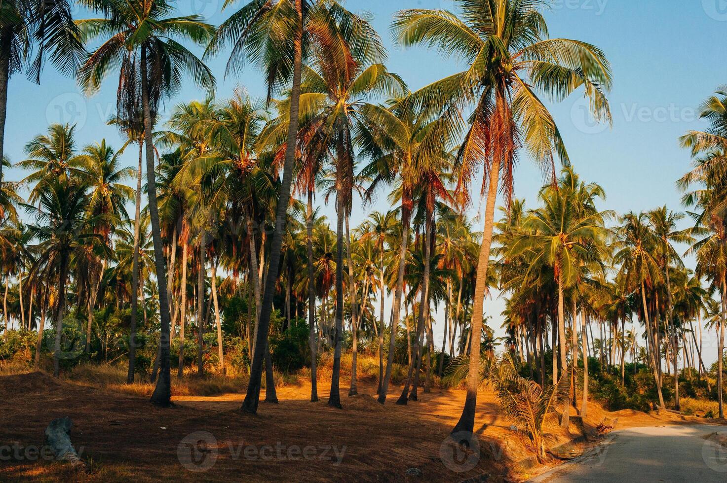 Wild tall green palms. Thailand Phuket island. Summer morning time. Landscape view, photo