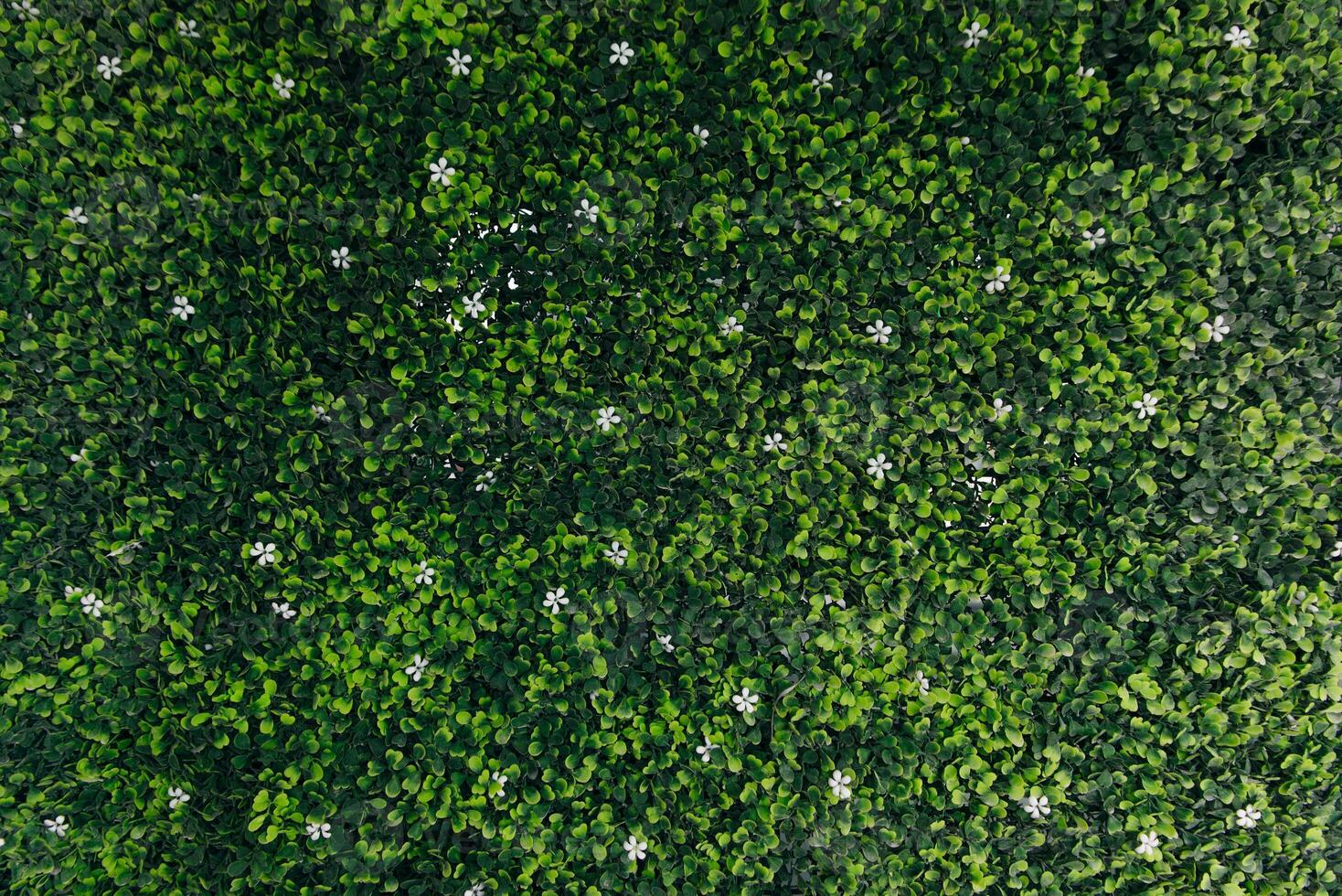 Top view, Green grass texture background, Park green lawn texture. photo