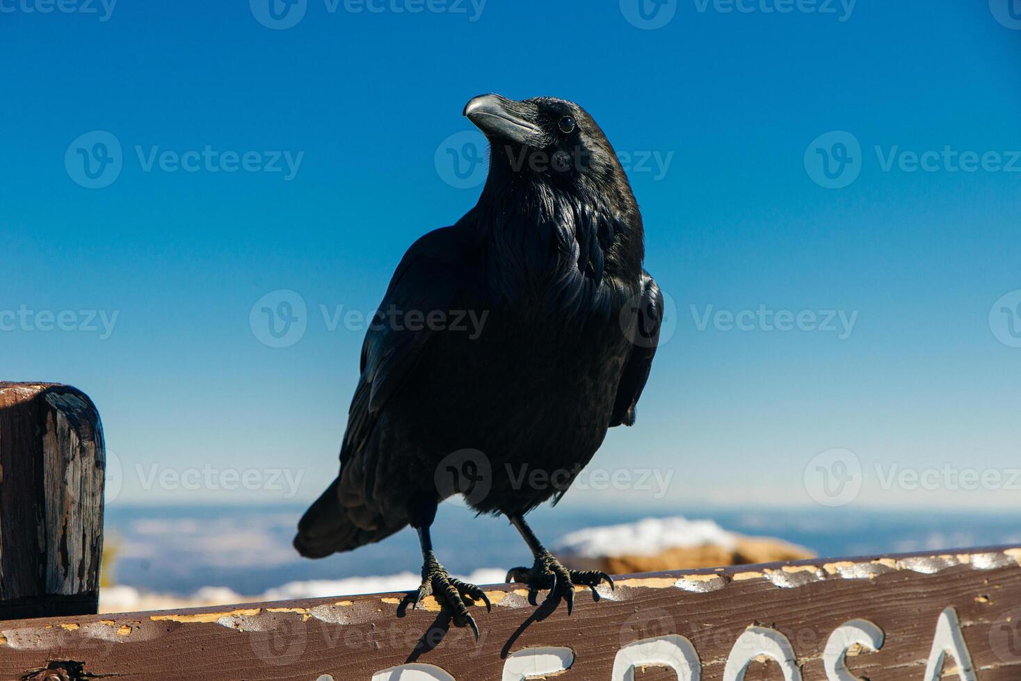 portrait of a black crow close up in winter time. photo