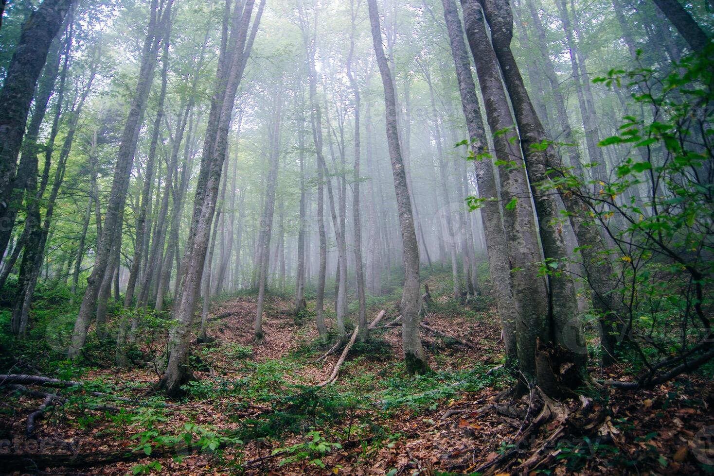 tree trunks in the fog. Forest photo