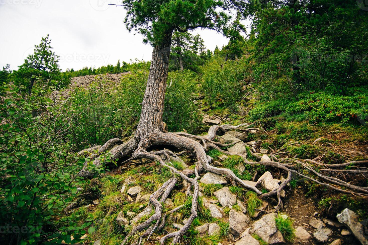 Forest trail with tree roots. Hiking in coniferous forest. photo