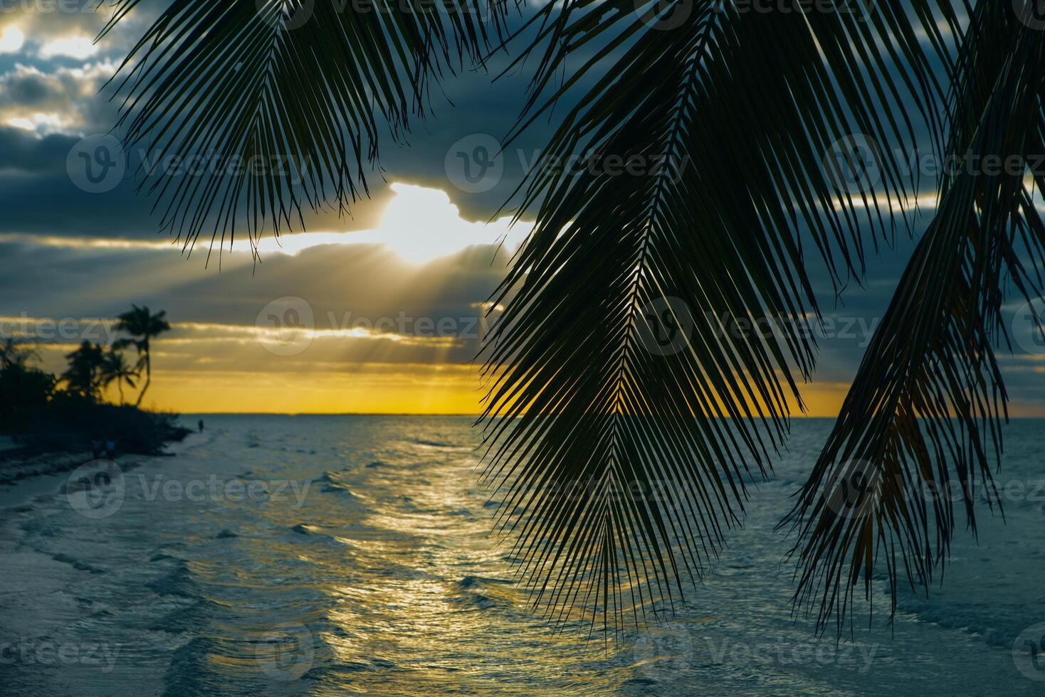 Holbox island sunset beach palm tree tropical in Mexico., photo