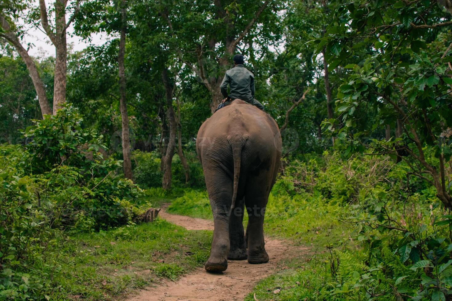 The elephants are breed and trained in breeding Centre, photo