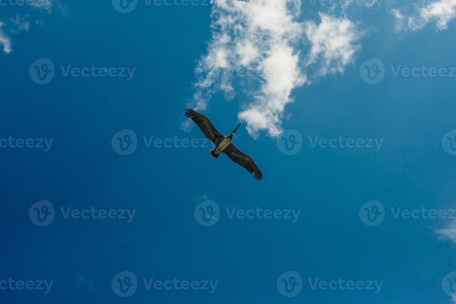 Pelican flying in the Caribbean sky. Isolated subject in the blue sky. Bird of the local fauna of mexico- photo