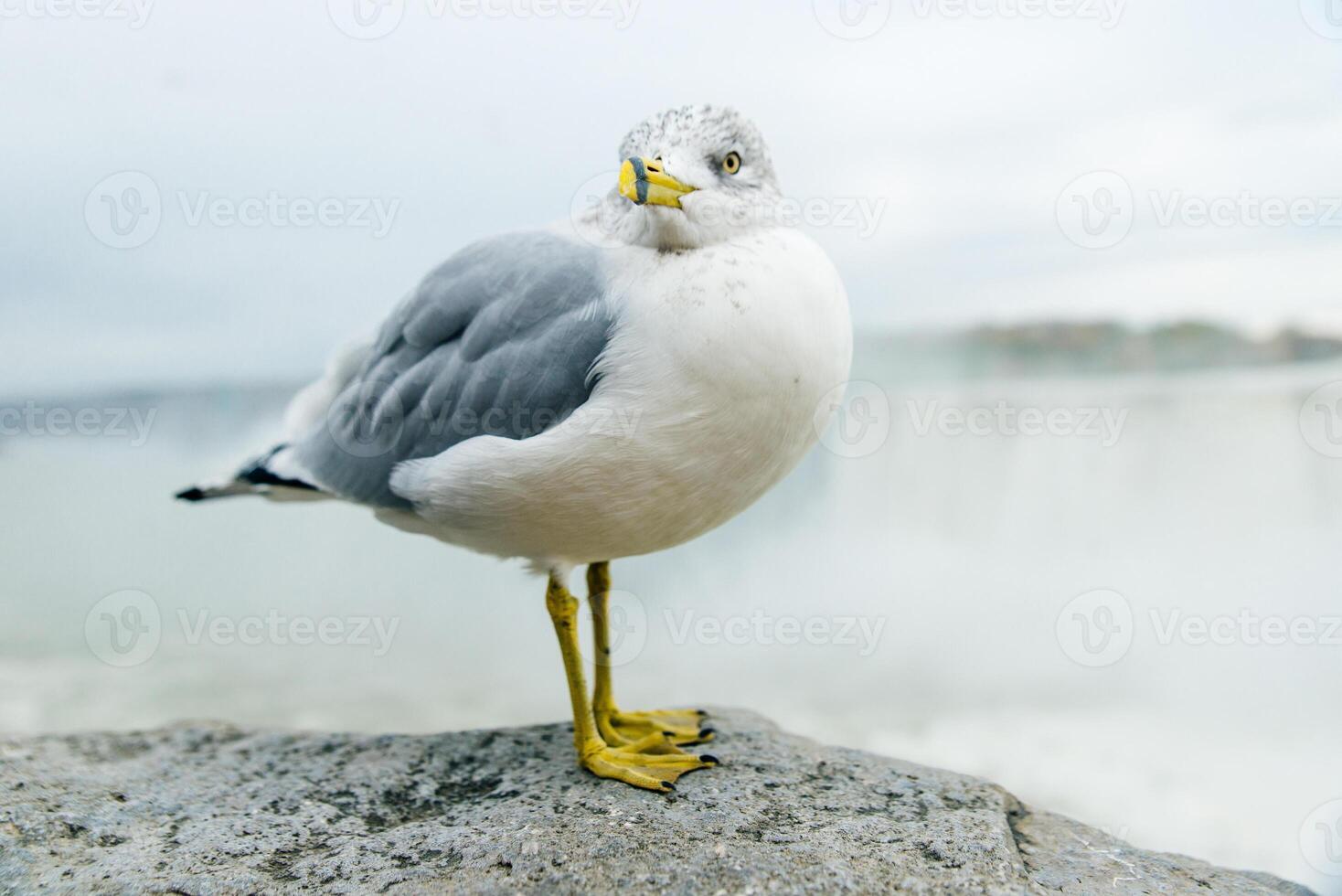Clear and sharp view of white with grey wings and yellow with color beak seagull portrait, photo