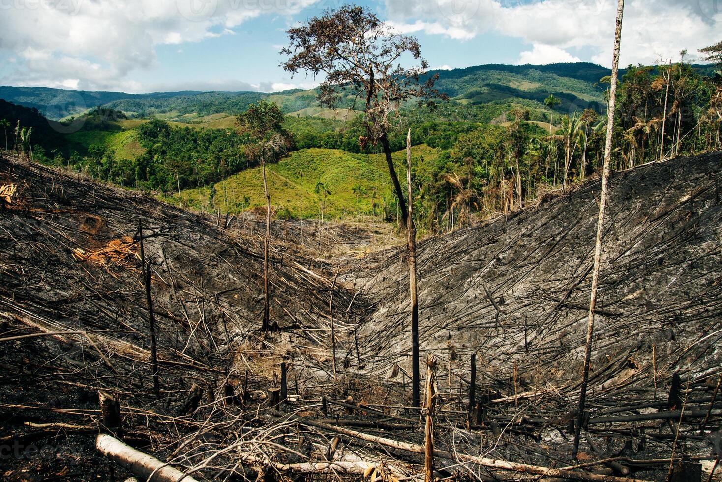 burnt rainforest in colombia. Fallen trees. photo