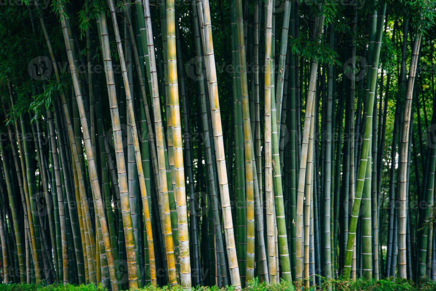 Bamboo palm tree trunks with natural rainforest background. photo