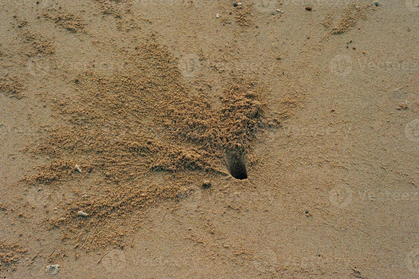 Fluffy crabs hole on white sand beach, Crabs holes on beach sand, Home of a Ghost crab. photo