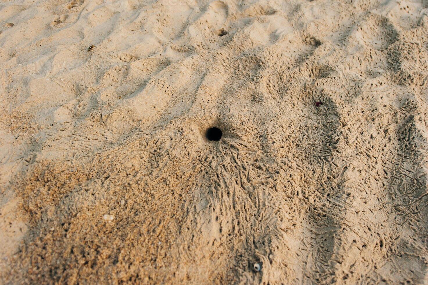 Fluffy crabs hole on white sand beach, Crabs holes on beach sand, Home of a Ghost crab, photo