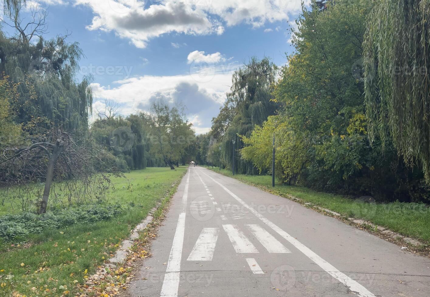 there is a dirt road that is lined with trees and grass photo