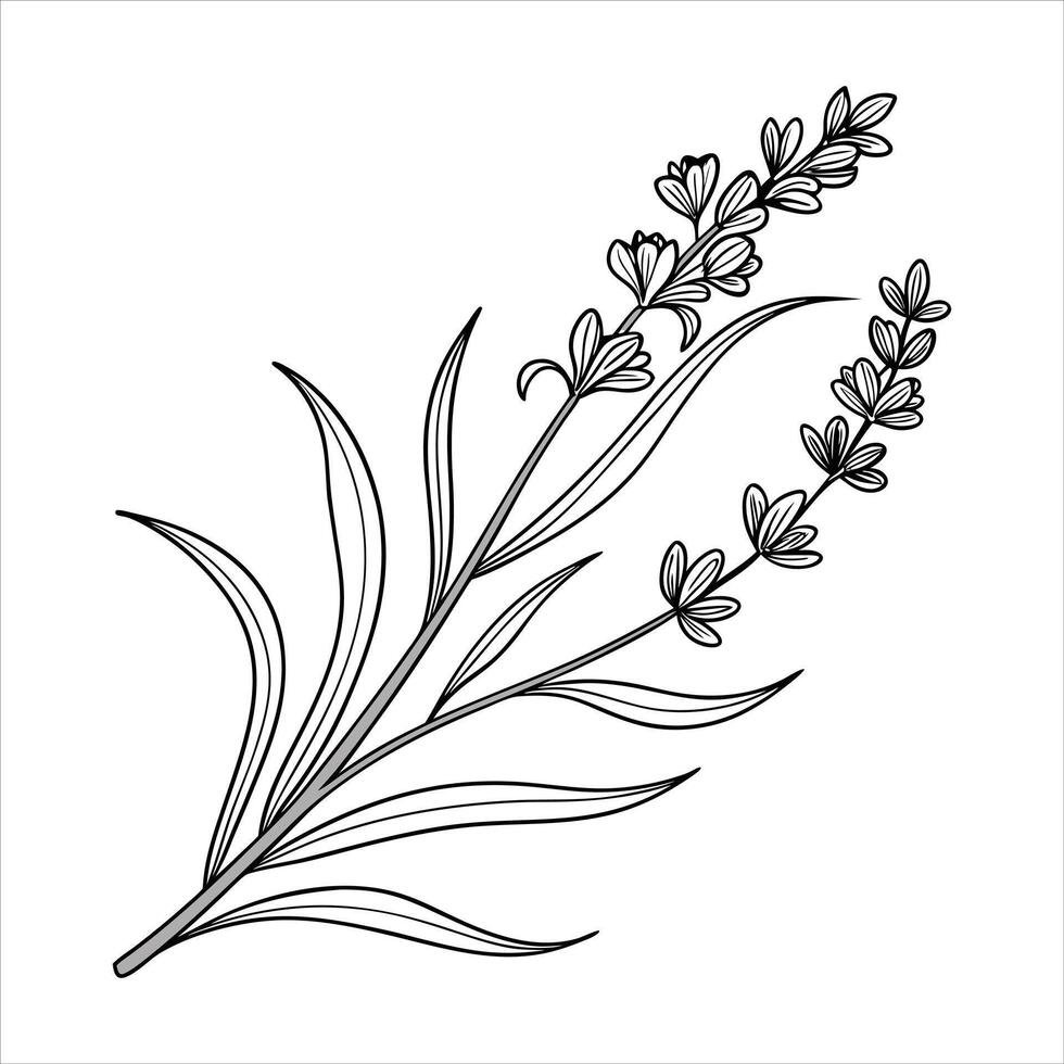 Minimalist Hand Drawn Lavender vector