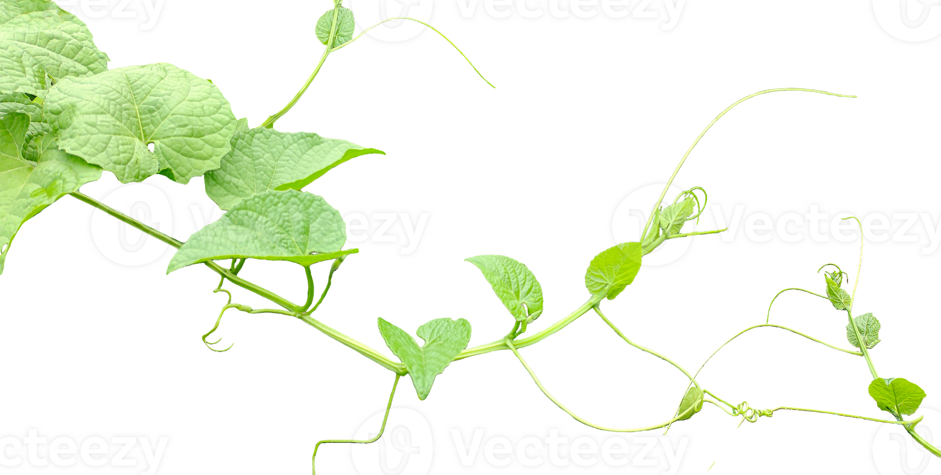a plant with green leaves and leaves on it, green Teasel gourd tree vine with leaves isolated, png