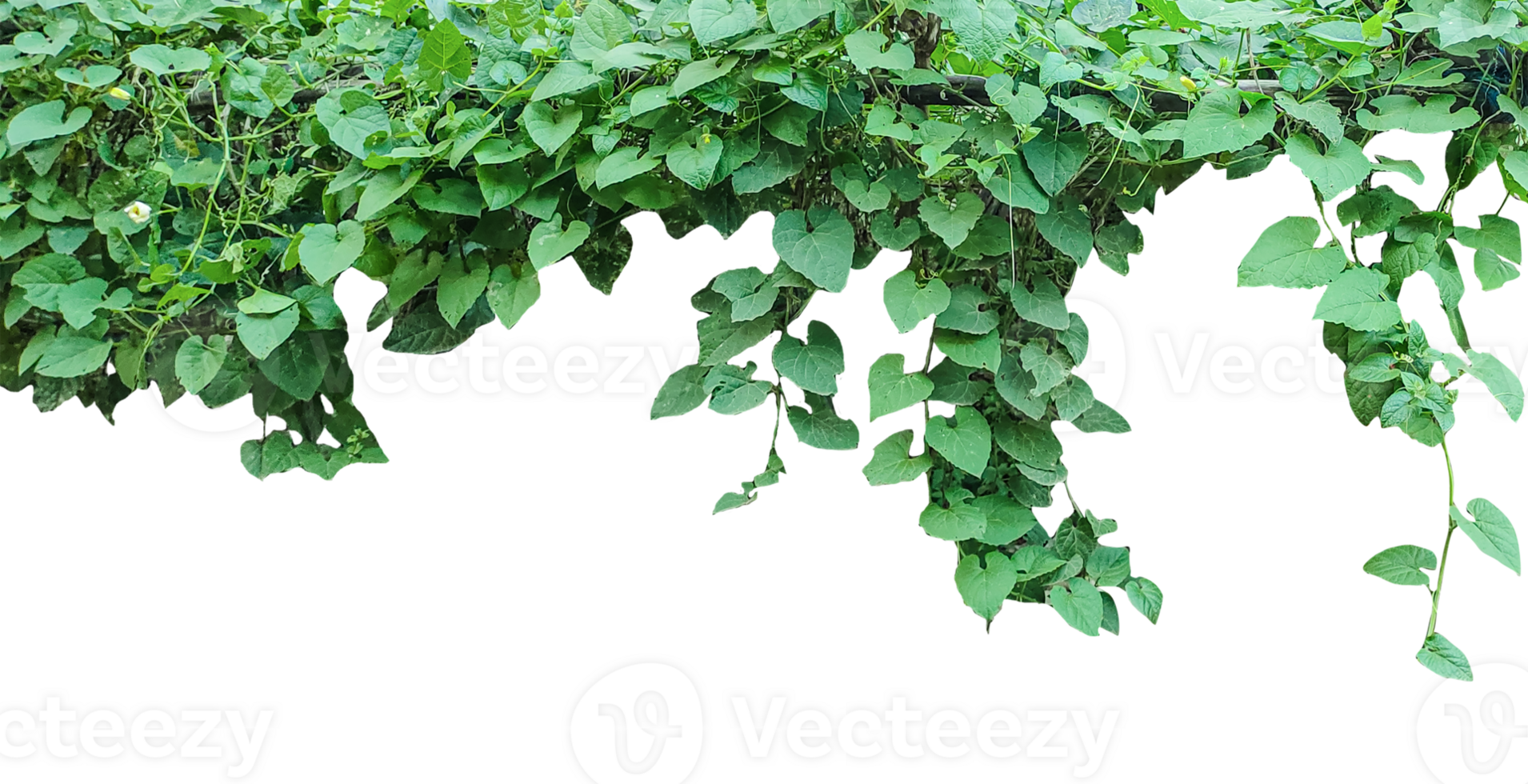 a vine with leaves hanging from it, Green Ivy Vine Border, green leaves hanging from a tree on a background, Heart Shaped Ivy, png