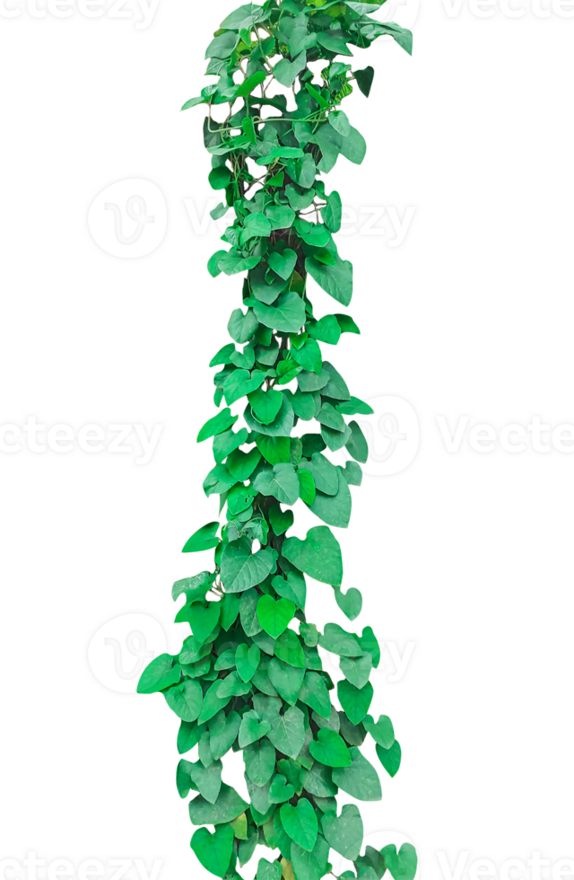 Green Climbing Vine, green ivy tree isolated , a green plant on a background, green christmas png
