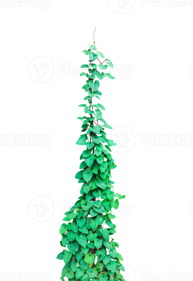 A Green Climbing Vine, green ivy tree isolated , a green plant on a background, green christmas png