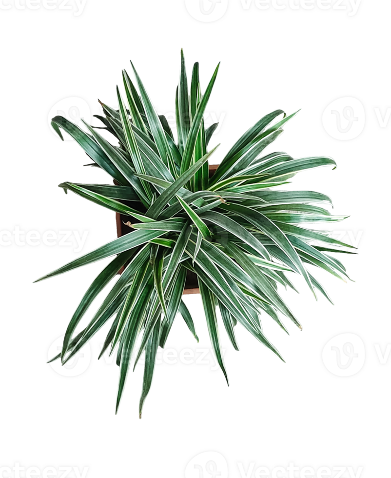 pine branch isolated on , a plant in a pot on a transparent background, Variegated Spider Plant, png