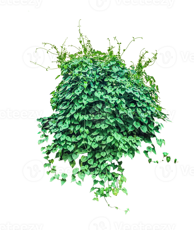 green tree isolated on , a green plant on background, Lush Green Vine, Lush Green Ivy Wall, png