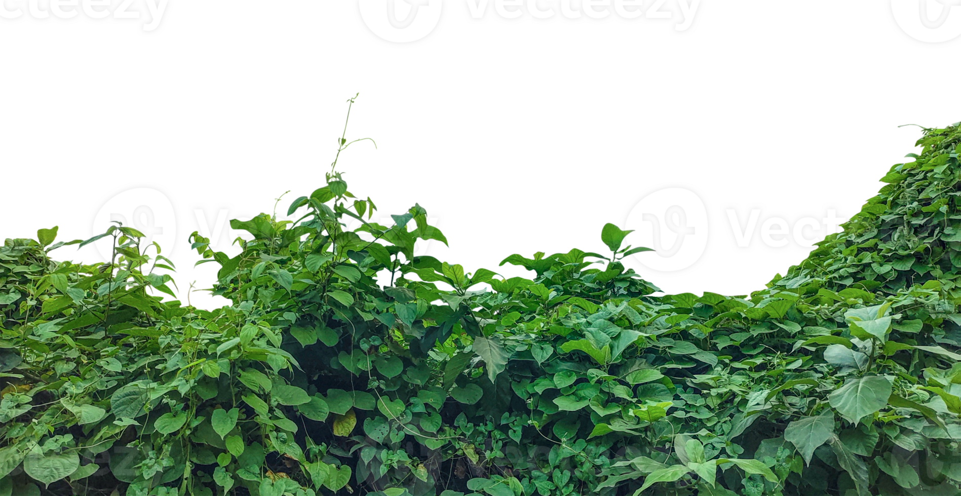 green grass background, green plants on a hillside with no trees, Lush Green Foliage Wall png
