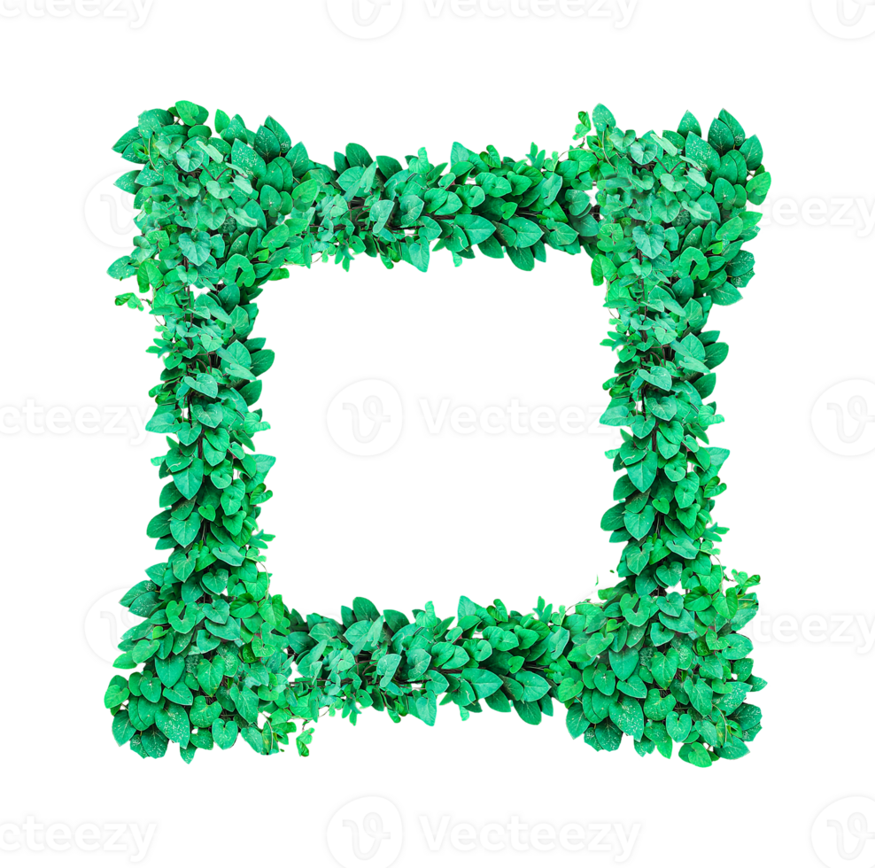 green ivy leaves frame on transparent background, Green Leaf Frame, green tree frame , a green plant on a transparent, png