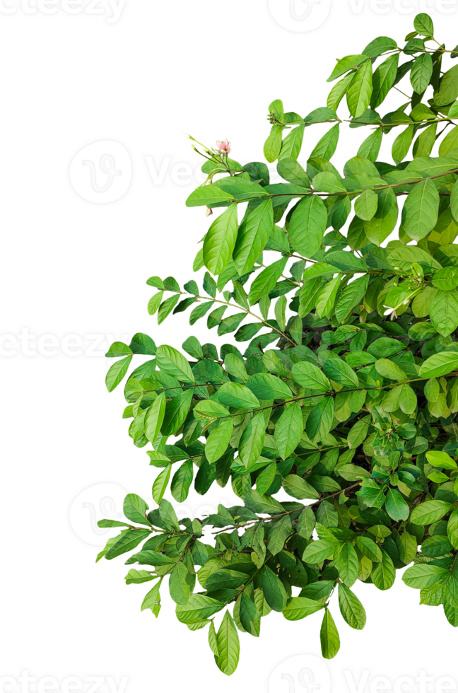 green plant on transparent background, green plants frame, a green plant growing on a tree trunk, green grass isolated frame, a bunch of green leaves on a transparent background, Green Climbing Vine, png