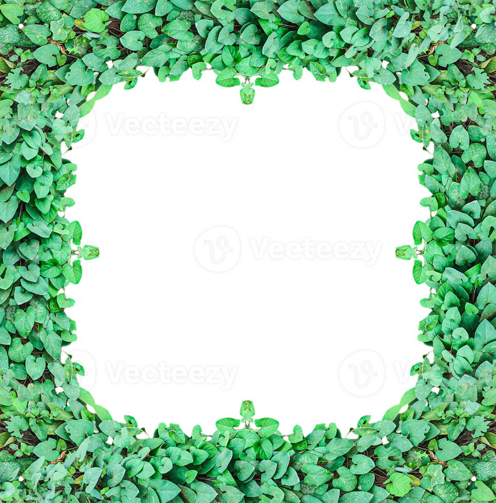 green leaves frame, green ivy leaves frame on transparent background, Green Leaf Frame, green tree frame, a green plant on a transparent, png