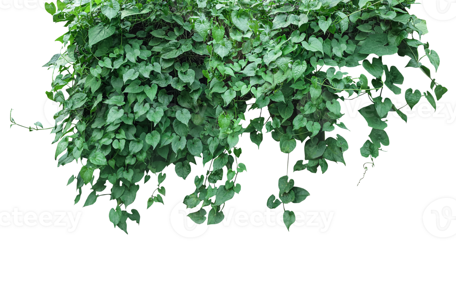 a green plant hanging from a tree, Green Ivy Vine, a vine with leaves hanging from it, Green Ivy Vine Border, green leaves hanging from png