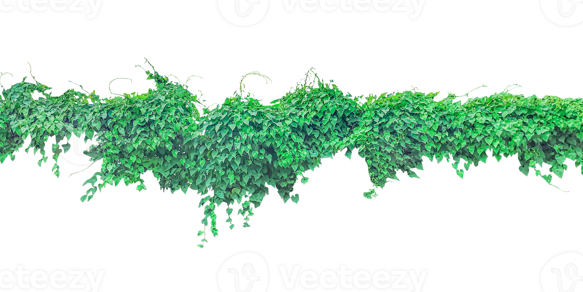 green ivy plant on transparent background, Green Climbing Vine, green ivy tree isolated , a green plant on a background, png