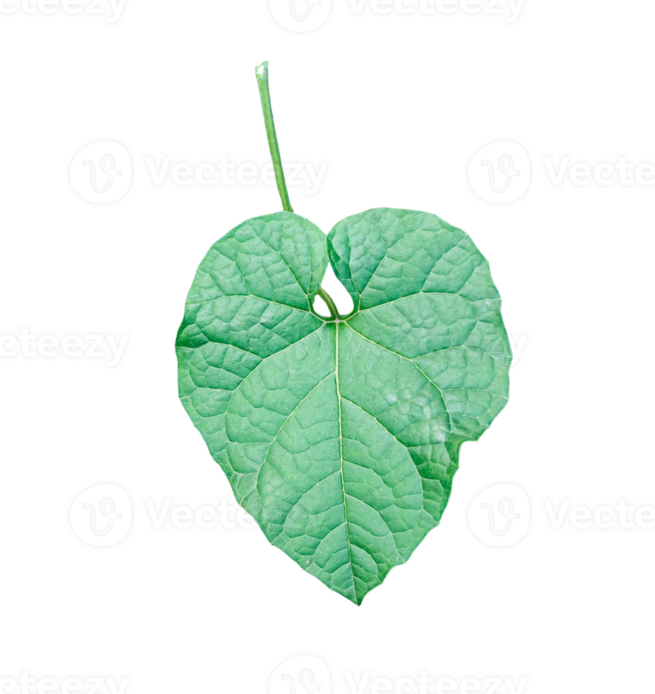a green leaf with a transparent background, Heart-Shaped Green Leaf on background, green leaf isolated png