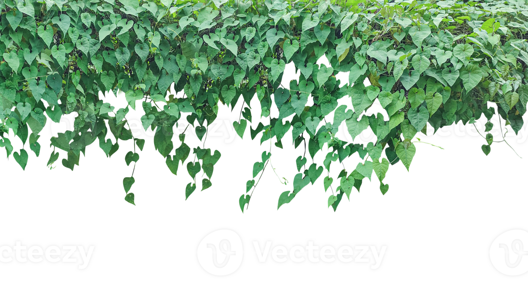 green leaves hanging from a tree on a background, Heart Shaped Ivy Garland, green tree branches png