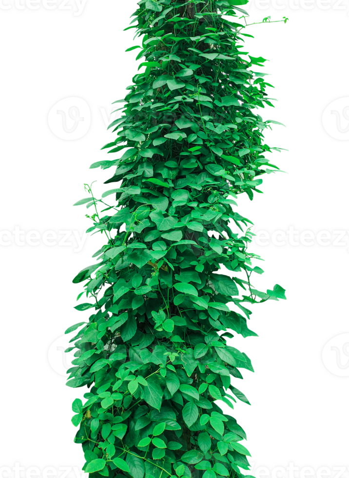 a green plant growing on a tree trunk, green grass isolated frame, a bunch of green leaves on a transparent background, Green Climbing Vine, green ivy tree isolated , png