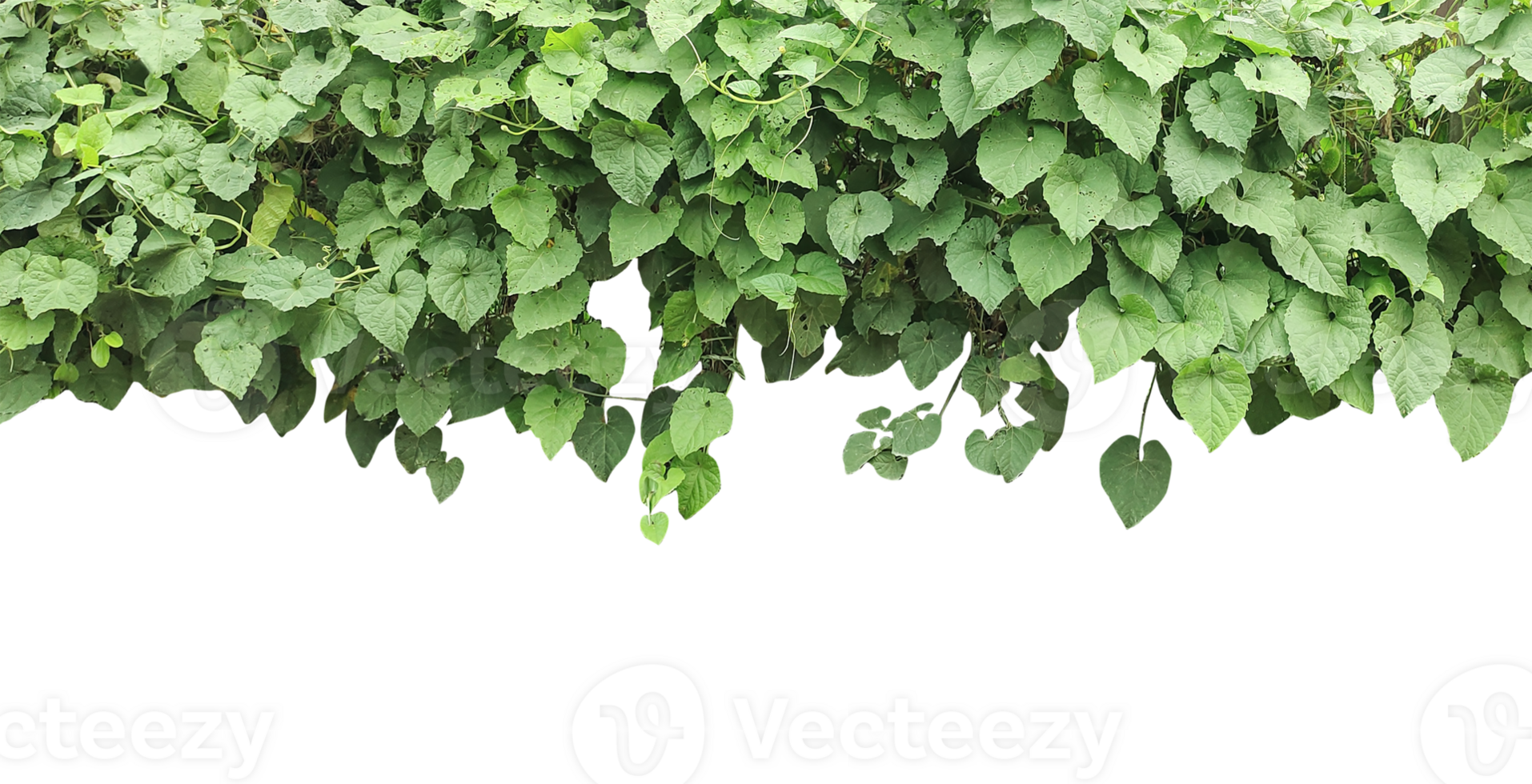 a bunch of green leaves hanging from a tree, green plant on transparent background, green plants frame, a green plant growing on a tree trunk, green grass isolated frame, a bunch of green leaves, png